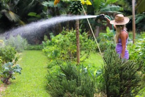 garden watering