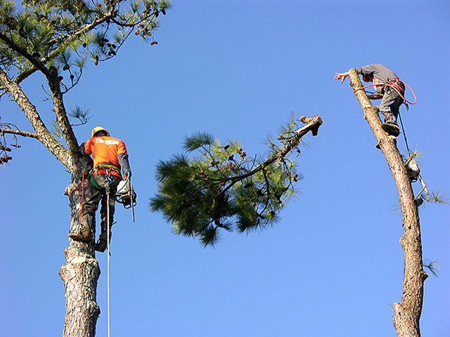An Introduction to Tree Removal