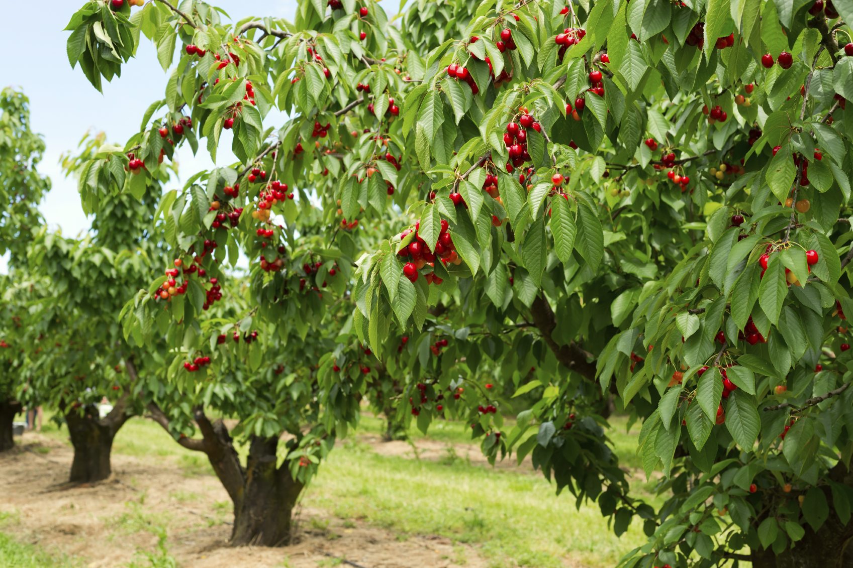 Buy Premier Cherry Fruit Trees for Your Garden
