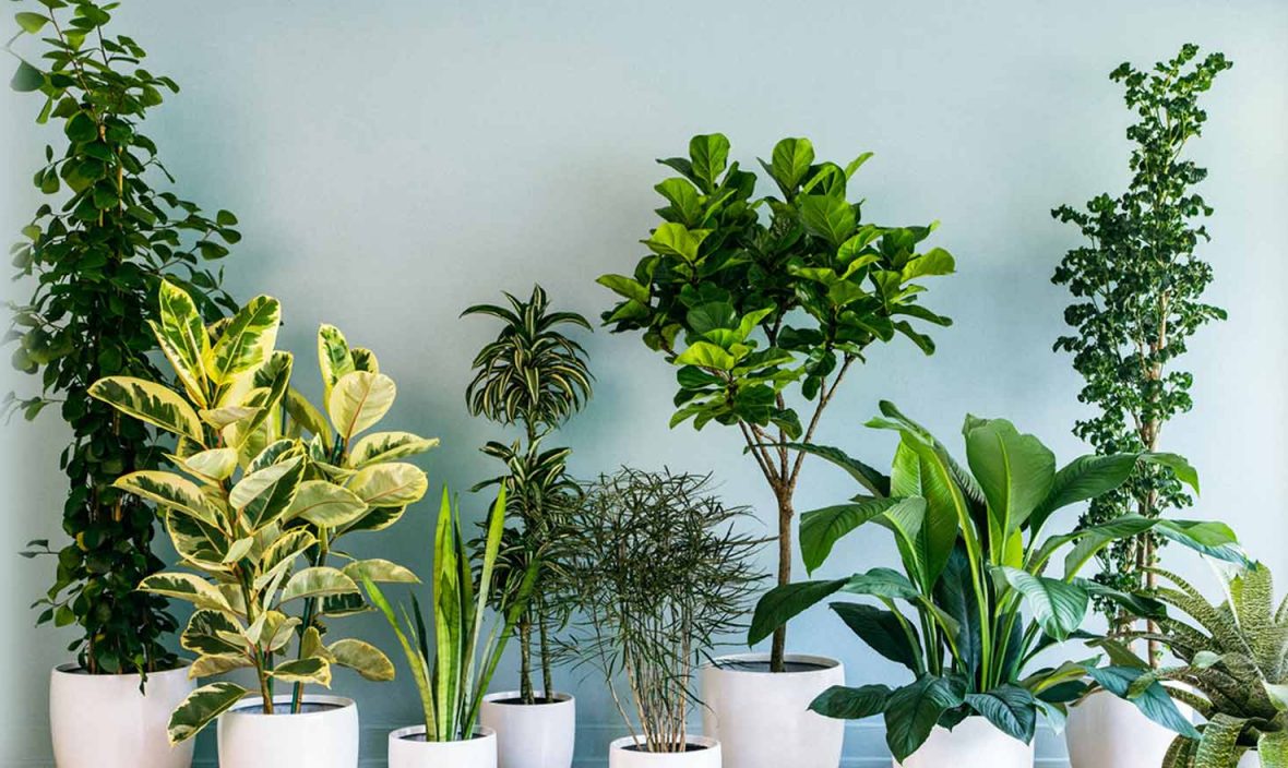 Pretty and Practical Indoor Plants