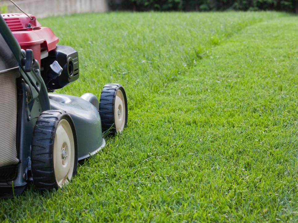 Lawn Care Tips For Keeping Pests Away